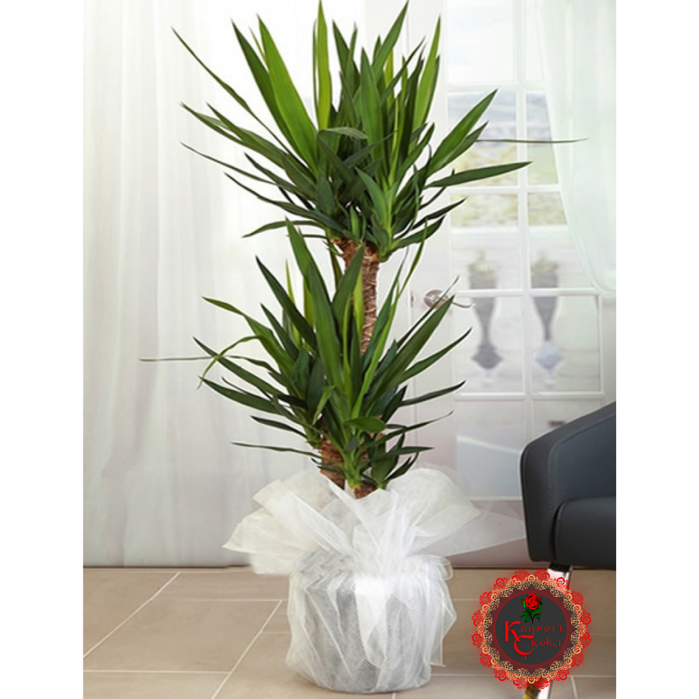 Yucca Dracena 3 Köklü